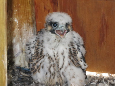 Peregrine Falcon banding: chick close up