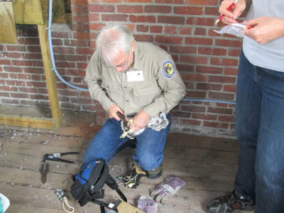 Peregrine Falcon banding: bander with full kit