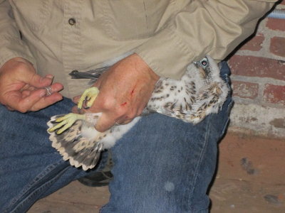 Peregrine Falcon banding: starting process (note left hand scratches!)
