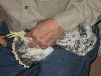 Peregrine Falcon banding