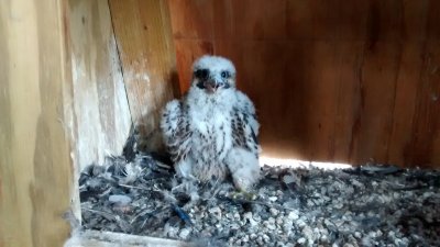 Peregrine Falcon banding: chick in corner
