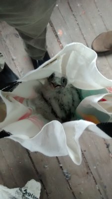 Peregrine Falcon banding: chick in bag ready for return to box