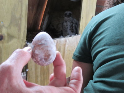 Peregrine Falcon banding: unhatched egg secured