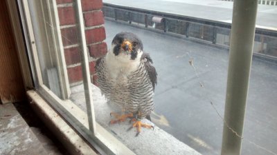 Peregrine Falcon banding: male (leg band 6/4) from outside!