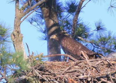 Bald Eagle nestlings