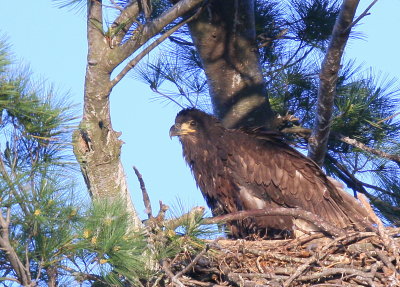 Bald Eagle nestlings