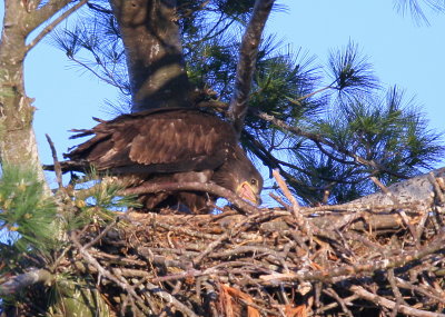 Bald Eagle nestlings