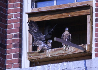 Peregrine chicks in nest box days away from fledging!