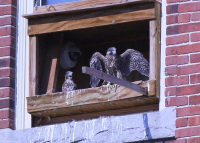 Peregrine chicks in nest box days away from fledging!