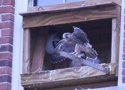 Peregrine chicks ready to fledge!