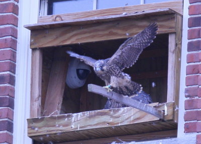 Peregrine chicks ready to fledge!