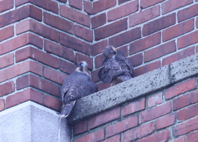 Peregrine fledglings