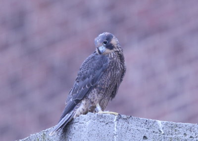 Peregrine Falcon fledgling (leg band 59/BD)