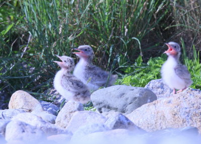 Common Tern chicks