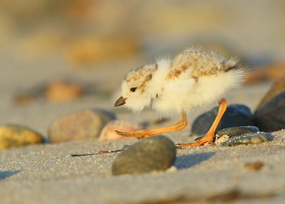 Piping Plover chick; 4 days old!