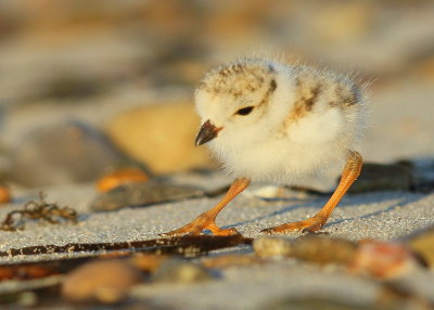Piping Plover chick; 4 days old!