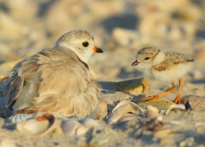 Piping Plover chick back to Mom; 4 days old!