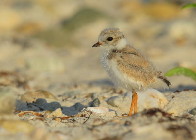 Piping Plover chick; 16 days old!