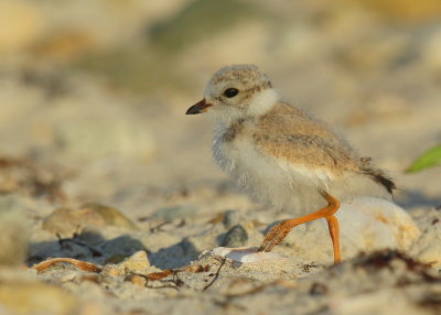 Piping Plover chick; 16 days old!