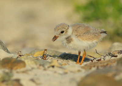 Piping Plover chick; 16 days old!