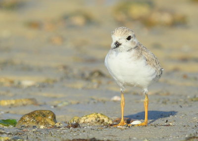 Piping Plover chick