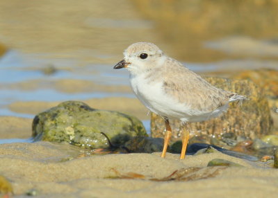 Piping Plover chick