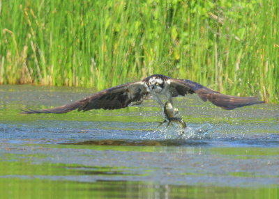 Osprey with 2 fish!!