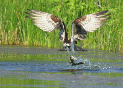 Osprey with 2 fish!!