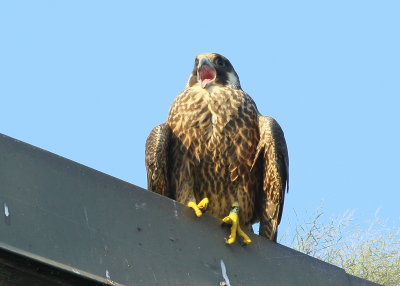 Peregrine Falcon juvenile, leg bands: 59/BD