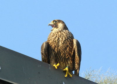 Peregrine Falcon juvenile, leg bands: 59/BD