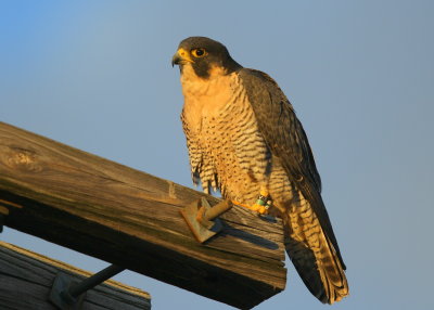 Peregrine Falcon, adult female (leg bands V/5)