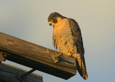 Peregrine Falcon, adult female (leg bands V/5)