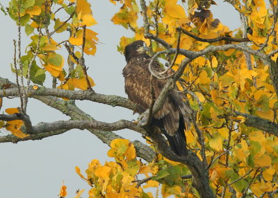 Bald Eagle, juvenile