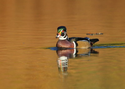 Wood Duck