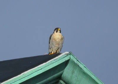 Peregrine Falcon, adult male (leg bands 6/4)