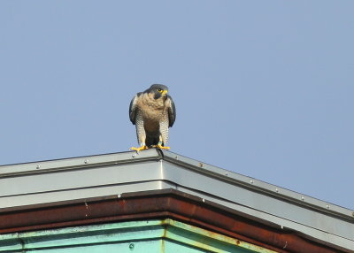 Peregrine Falcon, adult female (leg bands V/5)