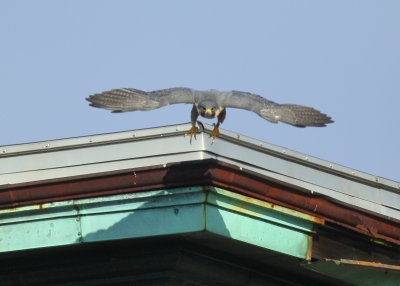 Peregrine Falcon, adult female taking off