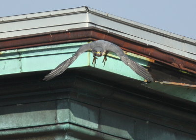 Peregrine Falcon, adult female taking off