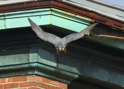 Peregrine Falcon, adult female taking off