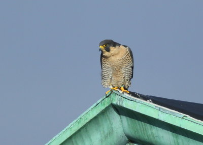 Peregrine Falcon, adult female (leg bands V/5)