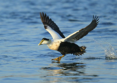 Common Eider, male