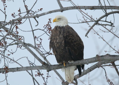 Bald Eagle, adult with transmitter and antenna