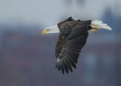 Bald Eagle, adult with transmitter and antenna