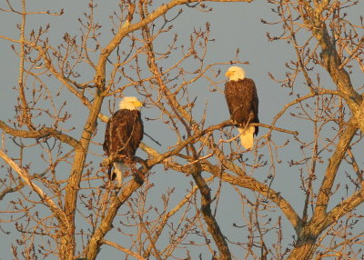 Bald Eagles, adult pair