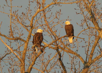 Bald Eagles, adult pair