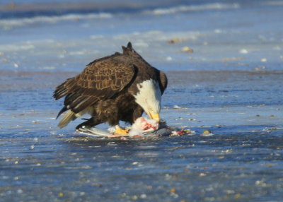 Bald Eagle, adult with transmitter and antenna