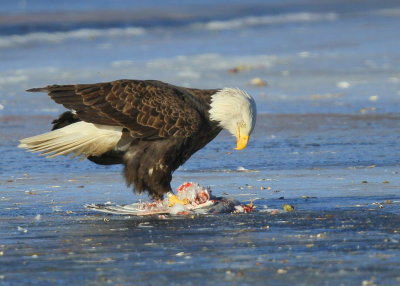 Bald Eagle, adult with transmitter and antenna