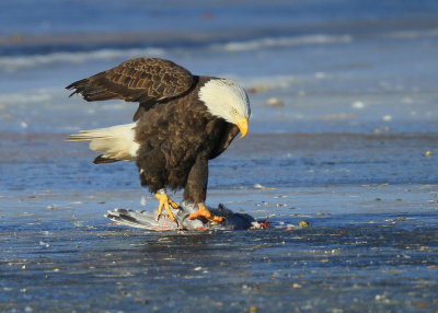 Bald Eagle, adult with transmitter and antenna