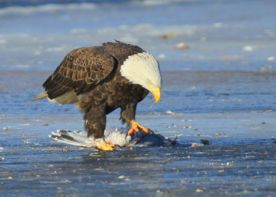 Bald Eagle, adult with transmitter and antenna