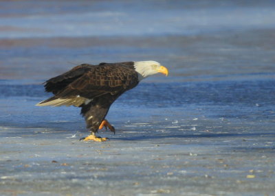 Bald Eagle, adult with transmitter and antenna